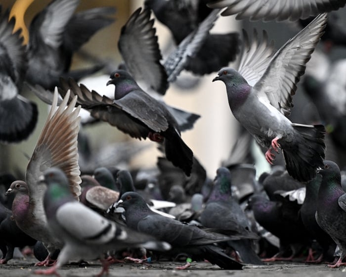 Lasers, hawks and even guns haven’t solved the UK’s pigeon problem. There is a better way | Sydney Lobe