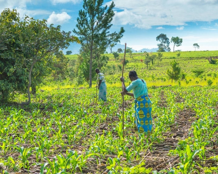 Iran war may cause food shortages in Africa, world’s largest fertiliser firm says