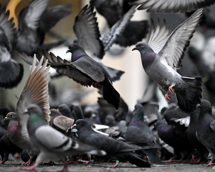 Lasers, hawks and even guns haven’t solved the UK’s pigeon problem. There is a better way | Sydney Lobe